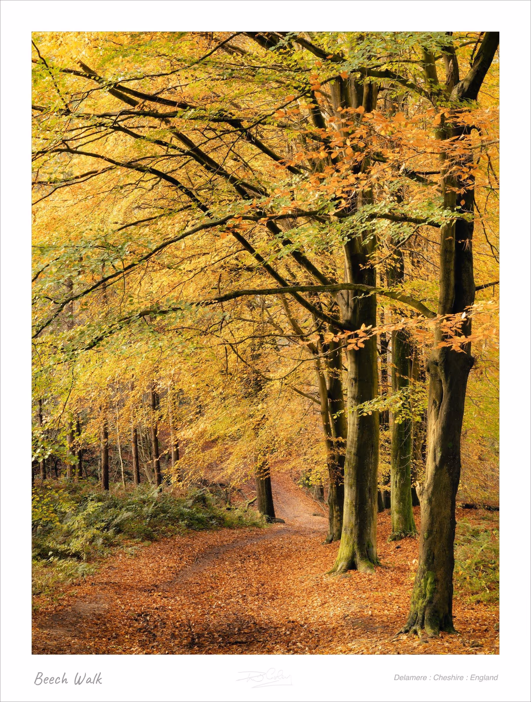 Beech Walk — Delamere : Cheshire : England