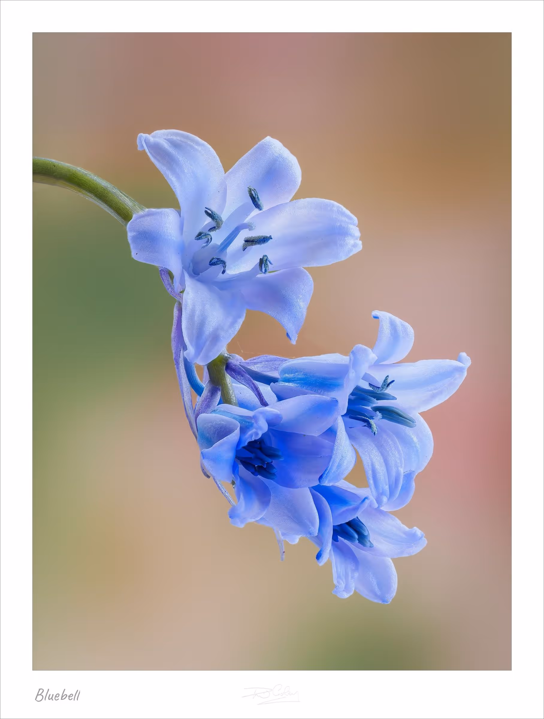 Bluebell