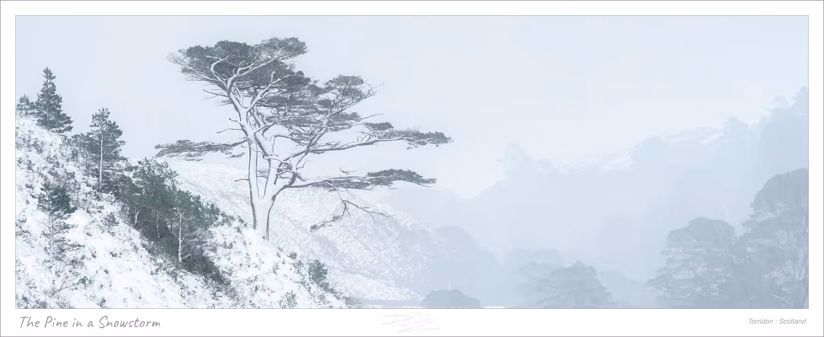 The Pine in a Snowstorm
