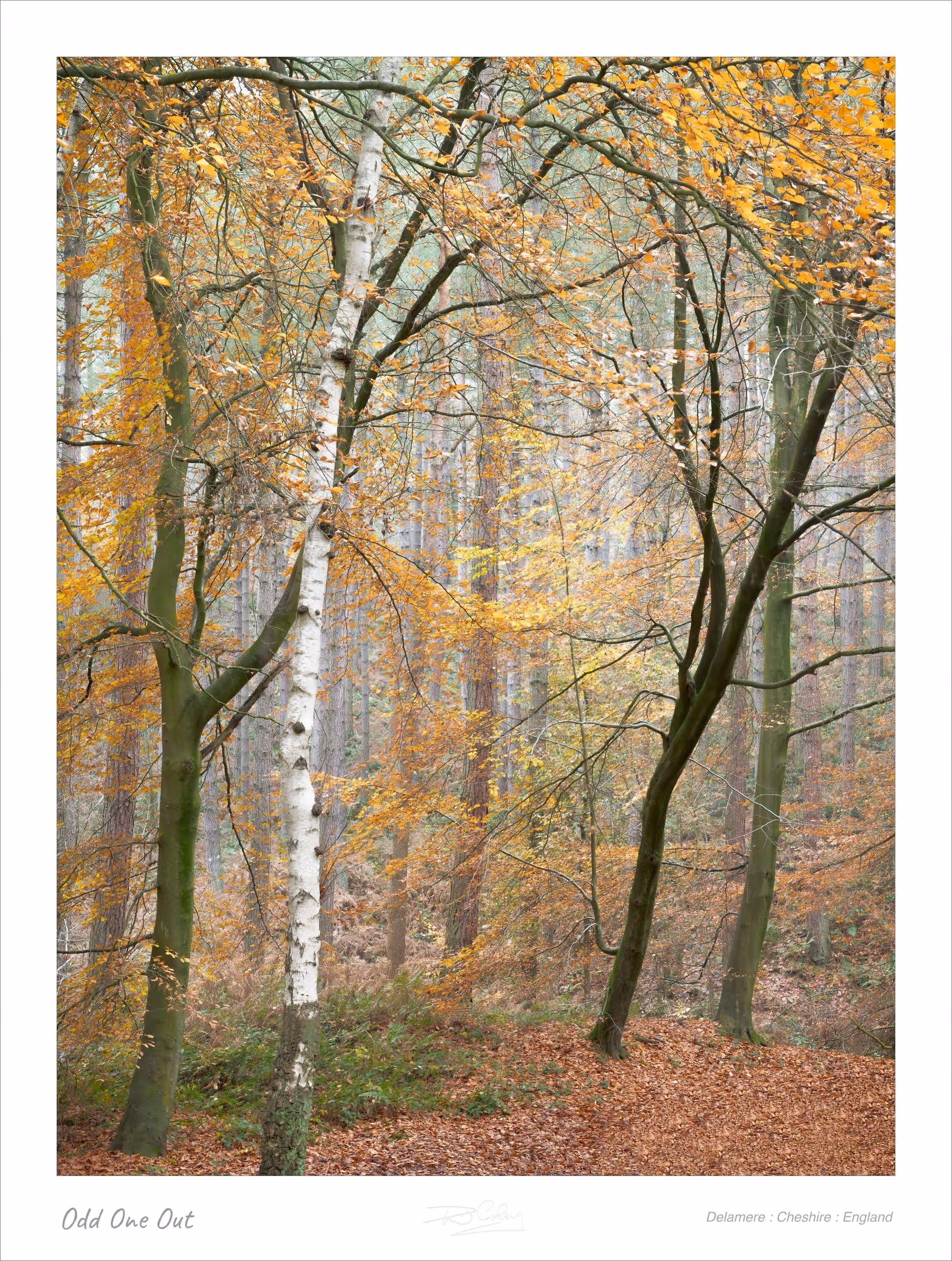 Odd One Out — Delamere : Cheshire : England