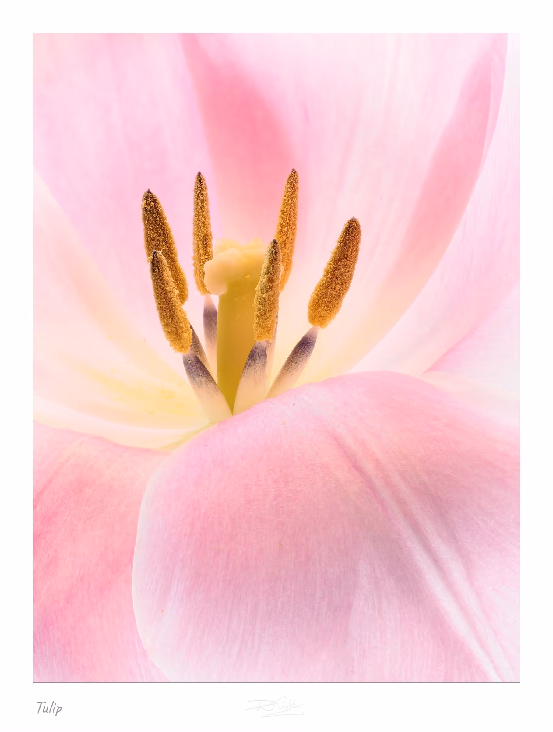 Tulip
