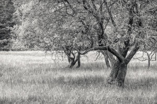 Meadow and Trees