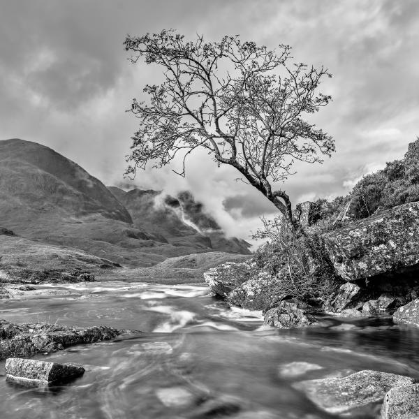 Old Rowan Tree