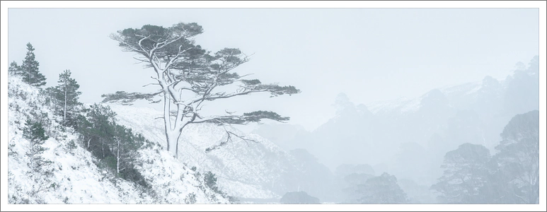 The Pine in a Snowstorm
