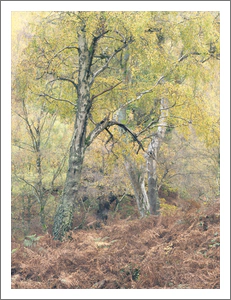 The Witch - Autumn