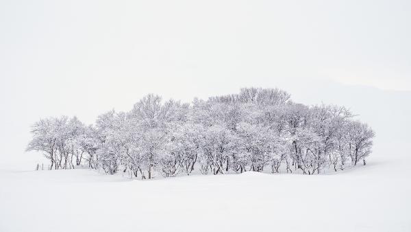 Winter Copse