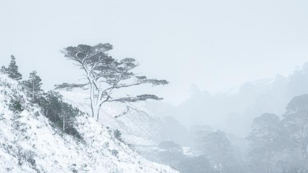 The Pine in a Snowstorm