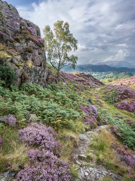 Fellside Path