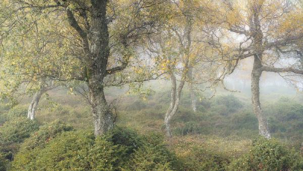 Misty Gathering