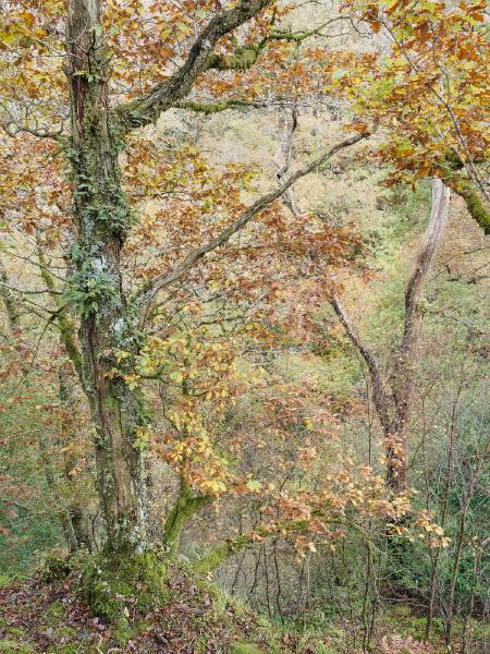 Autumn Oak