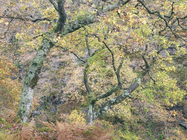 Camouflaged Oaks