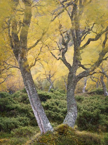 Autumn Dance