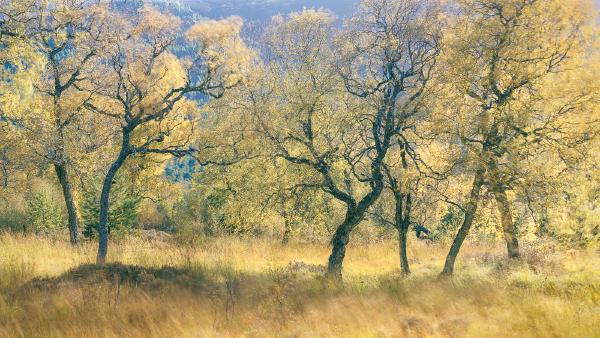 Autumn Tango