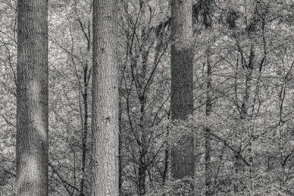 Pines and Dappled Light