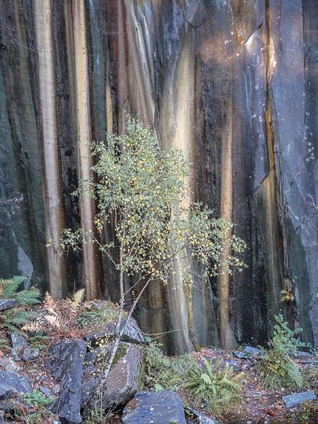 Birch in Dalt Quarry