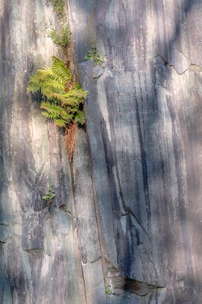 Dalt Quarry Fern