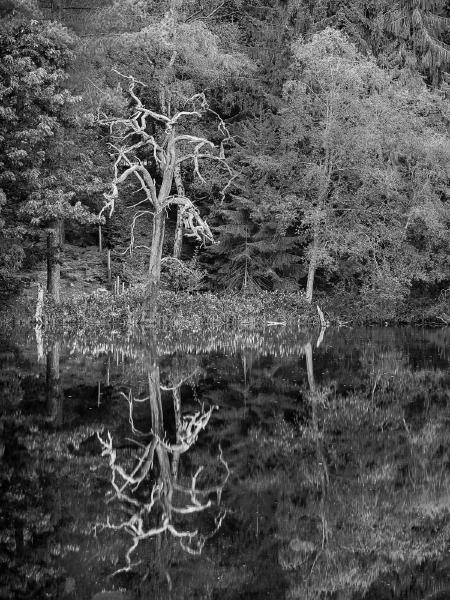 Dead Tree at Dead Lake