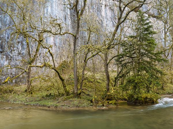 Along the River Bank