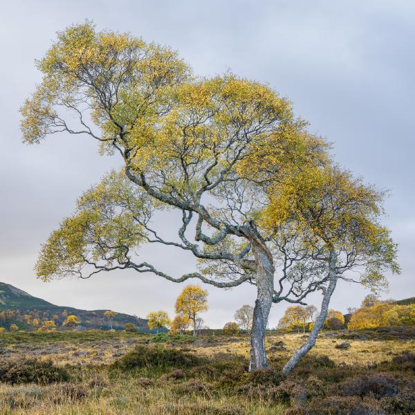 Downy Birch