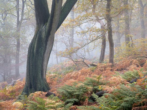 Misty Morning