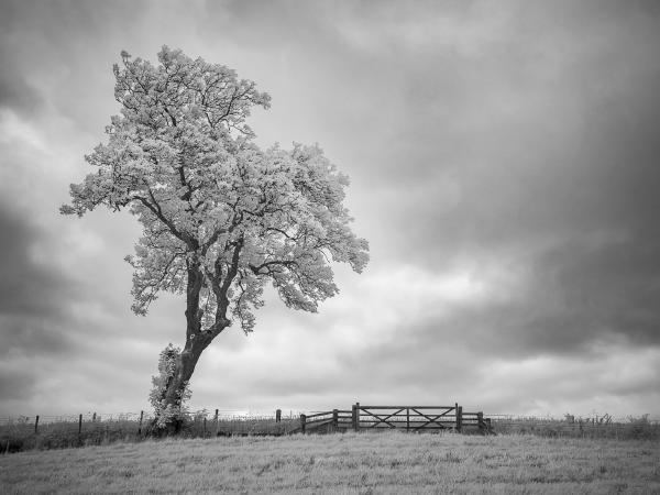 Oak and Gate