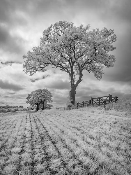 Oaks and Gate