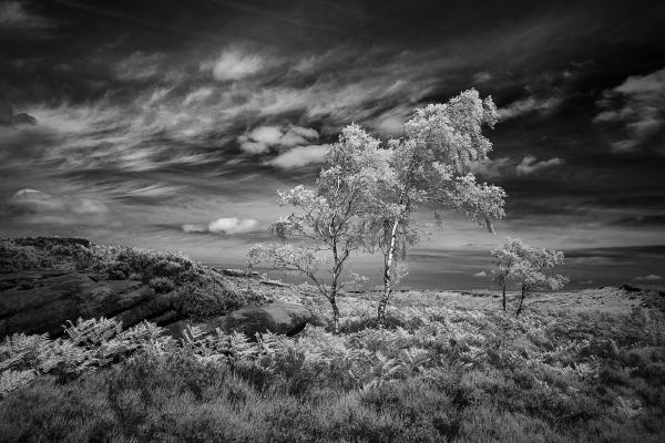 Birch and Sky