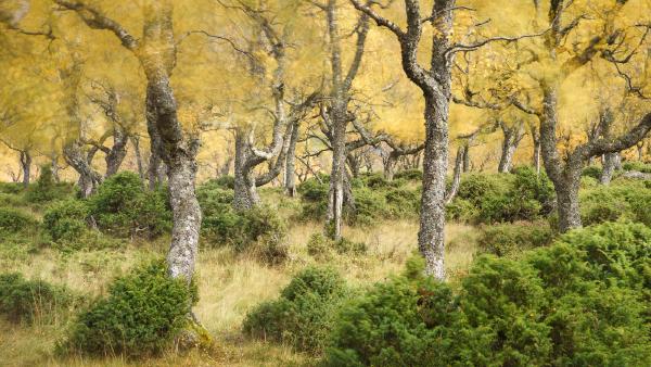 The Windy Woods