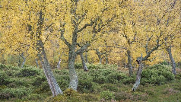 Juniper and Autumn Birch