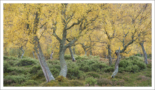 Juniper and Autumn Birch