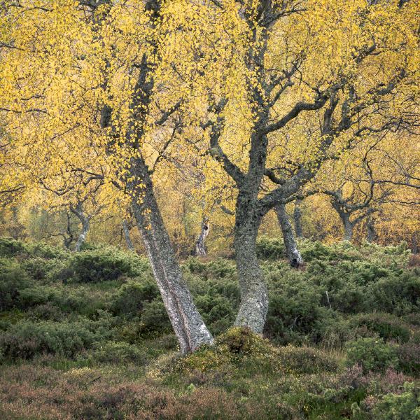 The Wood of Gold Coins