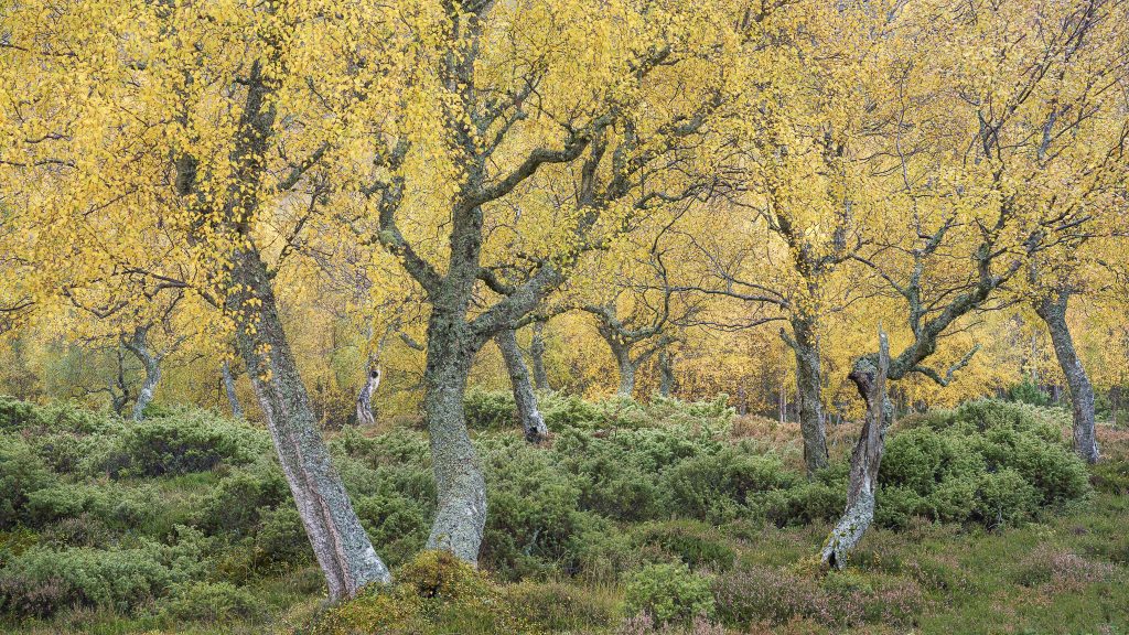 Juniper and Autumn Birch
